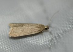 Acompsia cinerella