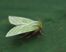 Rødfrynset båtfly (Pseudoips prasinana)