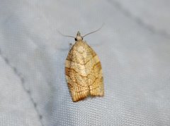 Hasselbladvikler (Pandemis corylana)