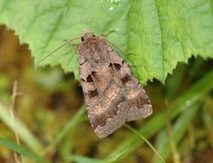 Fiolettbrunt bakkefly (Xestia stigmatica)