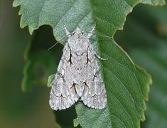 Psikveldfly (Acronicta psi)