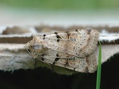 Brunt kilefly (Eugnorisma depuncta)