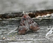 Lite strandengfly (Litoligia literosa)