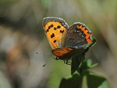 Ildgullvinge (Lycaena phlaeas)