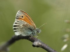 Engringvinge (Coenonympha pamphilus)