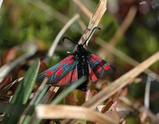 Fjellbloddråpesvermer (Zygaena exulans)