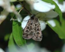 Nettfly (Naenia typica)