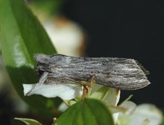 Lyst hettefly (Cucullia umbratica)