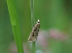 Sivsumpvikler (Bactra lancealana)