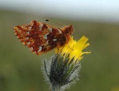 Myrperlemorvinge (Boloria aquilonaris)