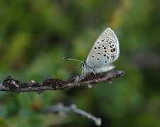 Myrblåvinge (Plebejus optilete)