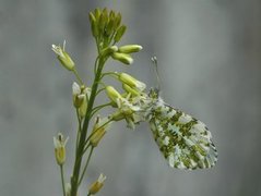 Aurorasommerfugl (Anthocharis cardamines)