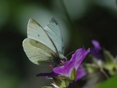 Liten kålsommerfugl (Pieris rapae)