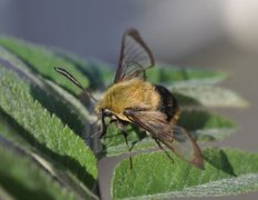 Smalkantet humlesvermer (Hemaris tityus)