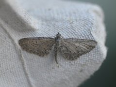 Engdvergmåler (Eupithecia satyrata)