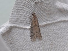 Humlebolsmalmott (Vitula serratilineella)