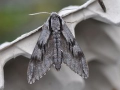 Furusvermer (Sphinx pinastri)