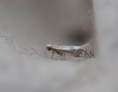 Argyresthia abdominalis