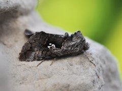 Skogmetallfly (Syngrapha interrogationis)