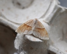 Bred skumringsmåler (Plagodis pulveraria)