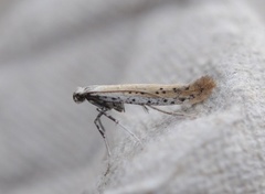 Aspilapteryx tringipennella