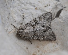 Grått hakefly (Polia nebulosa)