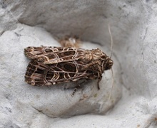 Nettnellikfly (Sideridis reticulata)