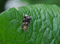 Spireaprydvikler (Celypha siderana)