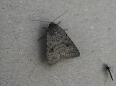 Brunt urtefly (Caradrina morpheus)