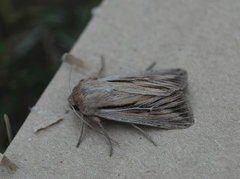 Kommagressfly (Leucania comma)