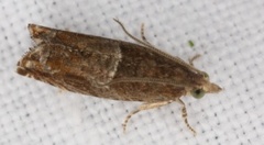 Orekveldvikler (Epinotia tenerana)