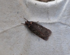 Agonopterix conterminella