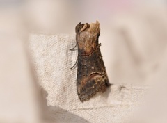 Brungult neslefly (Abrostola triplasia)