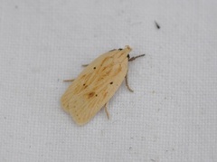 Gul knoppurtflatmøll (Agonopterix kaekeritziana)