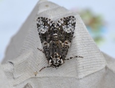 Askekveldfly (Craniophora ligustri)