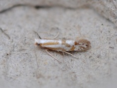 Argyresthia abdominalis