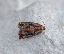 Furubjellevikler (Archips oporana)