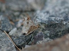 Gul buemåler (Macaria notata)