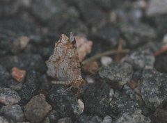 Gul buemåler (Macaria notata)