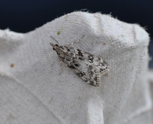 Barkmosemott (Eudonia truncicolella)