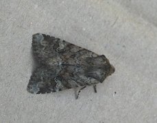 Åkerengfly (Apamea sordens)
