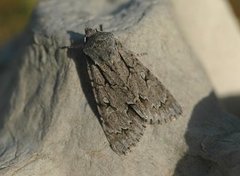 Psikveldfly (Acronicta psi)