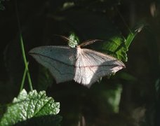 Grå syremåler (Timandra griseata)