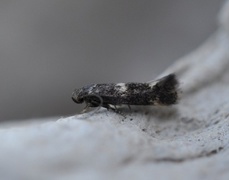 Elachista alpinella