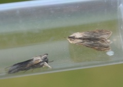 Vårhettefly (Cucullia chamomillae)