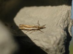 Beitenebbmott (Crambus pascuella)