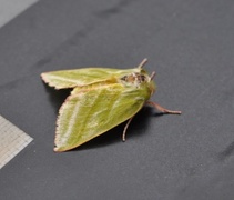 Rødfrynset båtfly (Pseudoips prasinana)