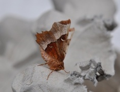 Praktmånemåler (Selenia tetralunaria)