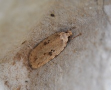 Agonopterix arenella