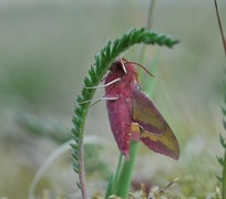 Liten snabelsvermer (Deilephila porcellus)